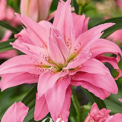 Orientalisk lilja-Lilium Oriental Fabienne 2-pack NYHET